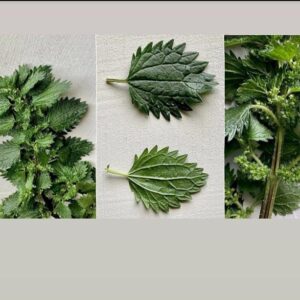 Stinging Nettle