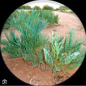intolwane ( elephant root) fine powder 120g