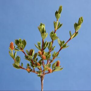 Resurrection plant 120 capsules