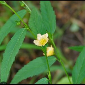 sida acuta leaves 120 capsules