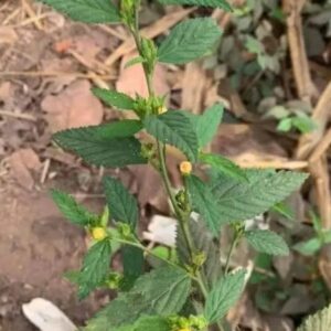 sida acuta root 40g powder